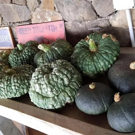 Agriturismo Fattoria Montecontessa Alloggio per agriturismo *
