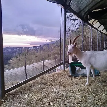 Alloggio per agriturismo Agriturismo Fattoria Montecontessa *