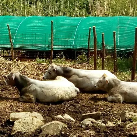 Alloggio per agriturismo Agriturismo Fattoria Montecontessa Genova