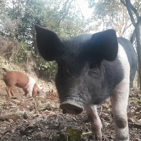 Agriturismo Fattoria Montecontessa Genova